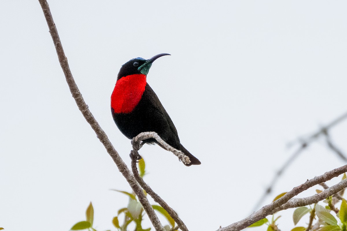 Scarlet-chested Sunbird - ML642513571