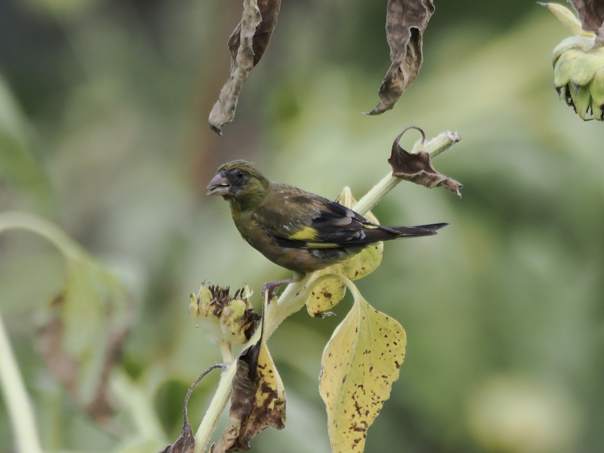Oriental Greenfinch - ML642513575