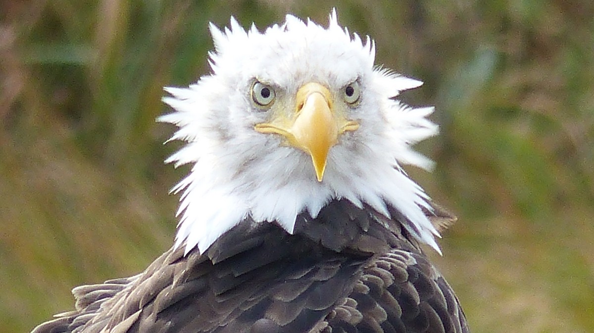 Bald Eagle - ML642513576
