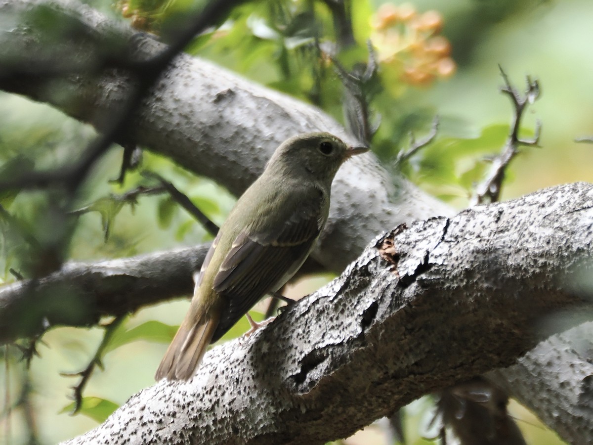 Narcissus Flycatcher - ML642513583