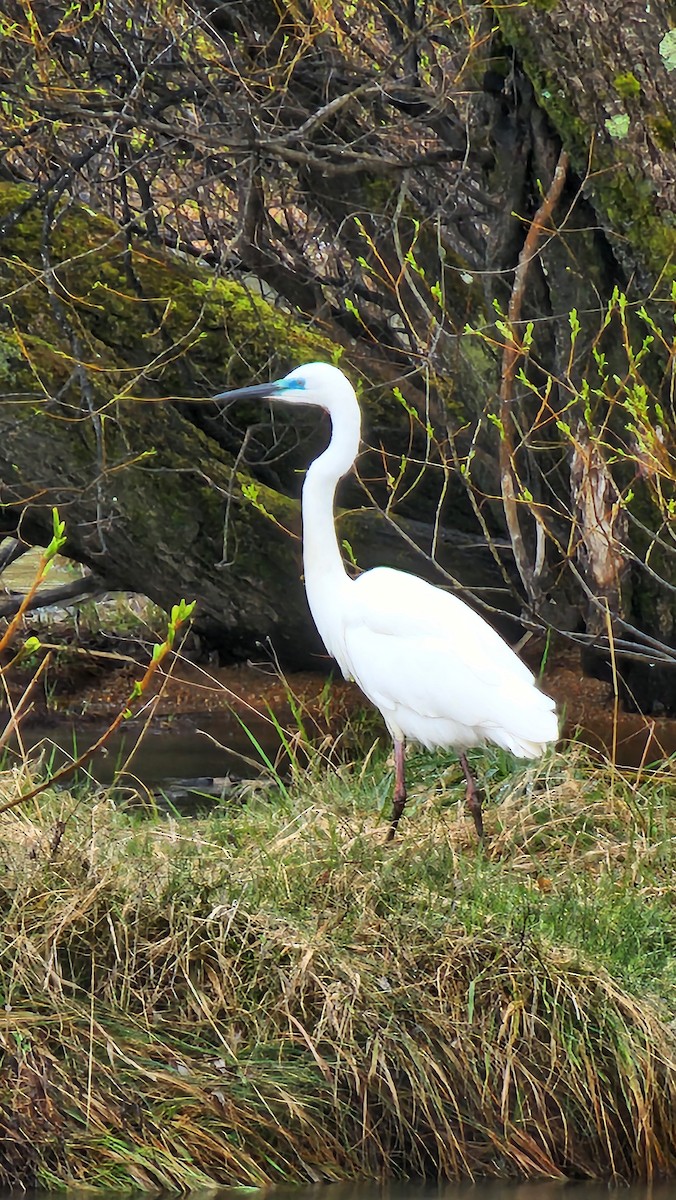 大白鷺 - ML642513584