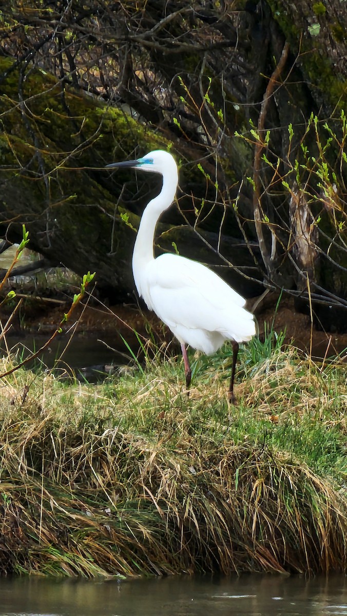 大白鷺 - ML642513586