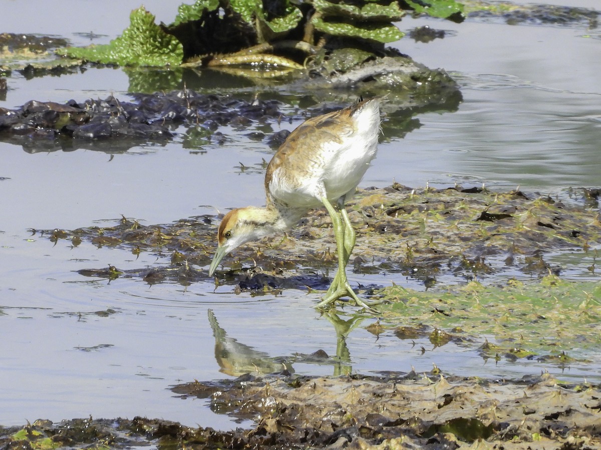 Pheasant-tailed Jacana - ML642513591
