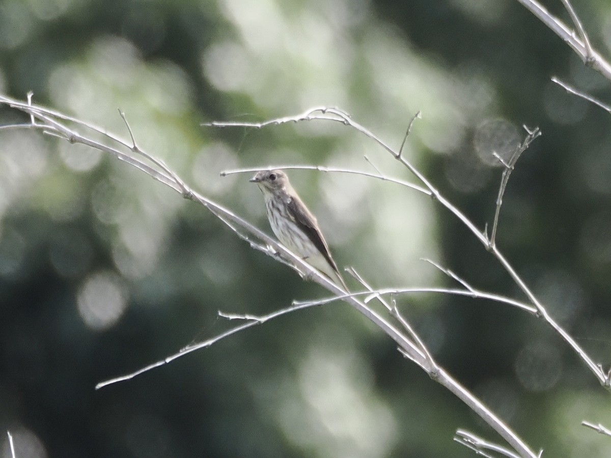 Gray-streaked Flycatcher - ML642513592