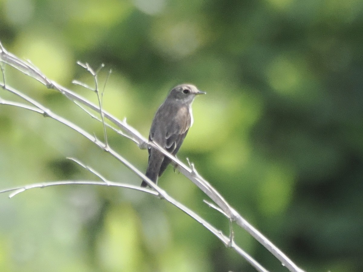 Gray-streaked Flycatcher - ML642513599