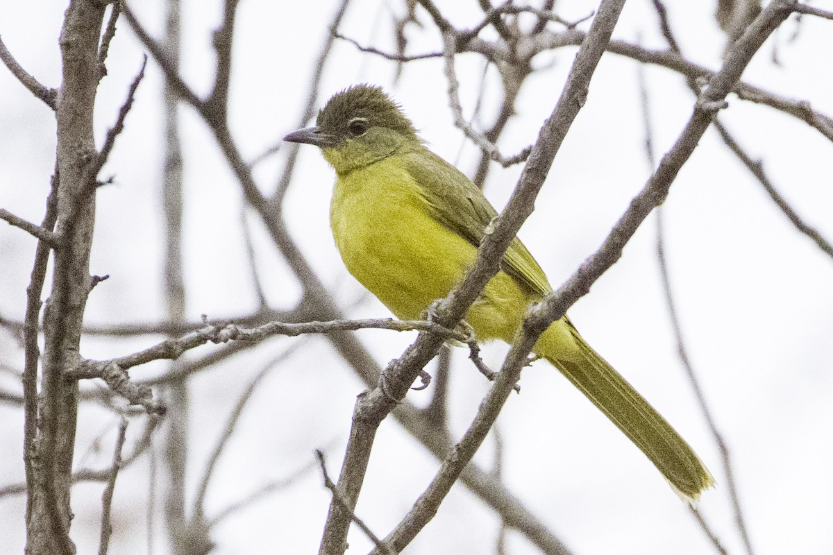 Yellow-bellied Greenbul - ML642513601