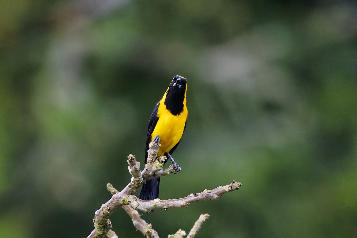 Yellow-backed Oriole - ML642513641