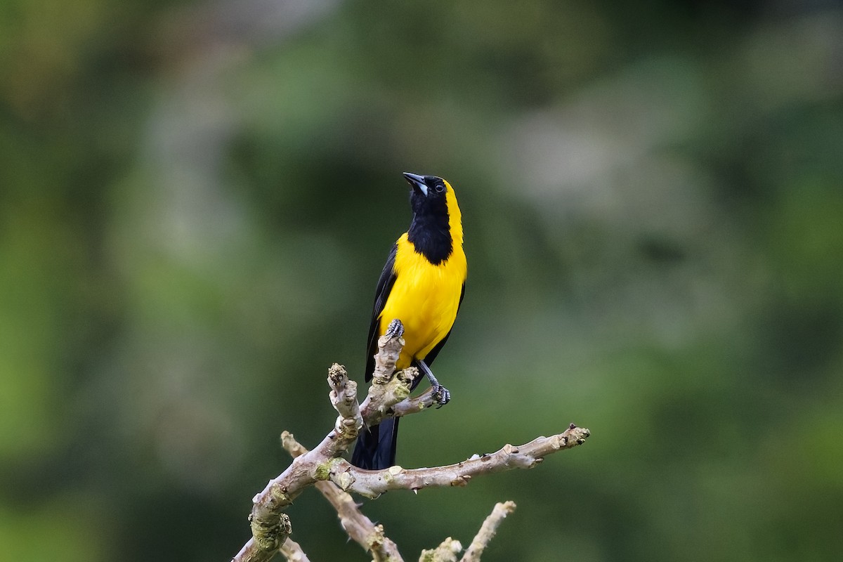 Yellow-backed Oriole - ML642513642