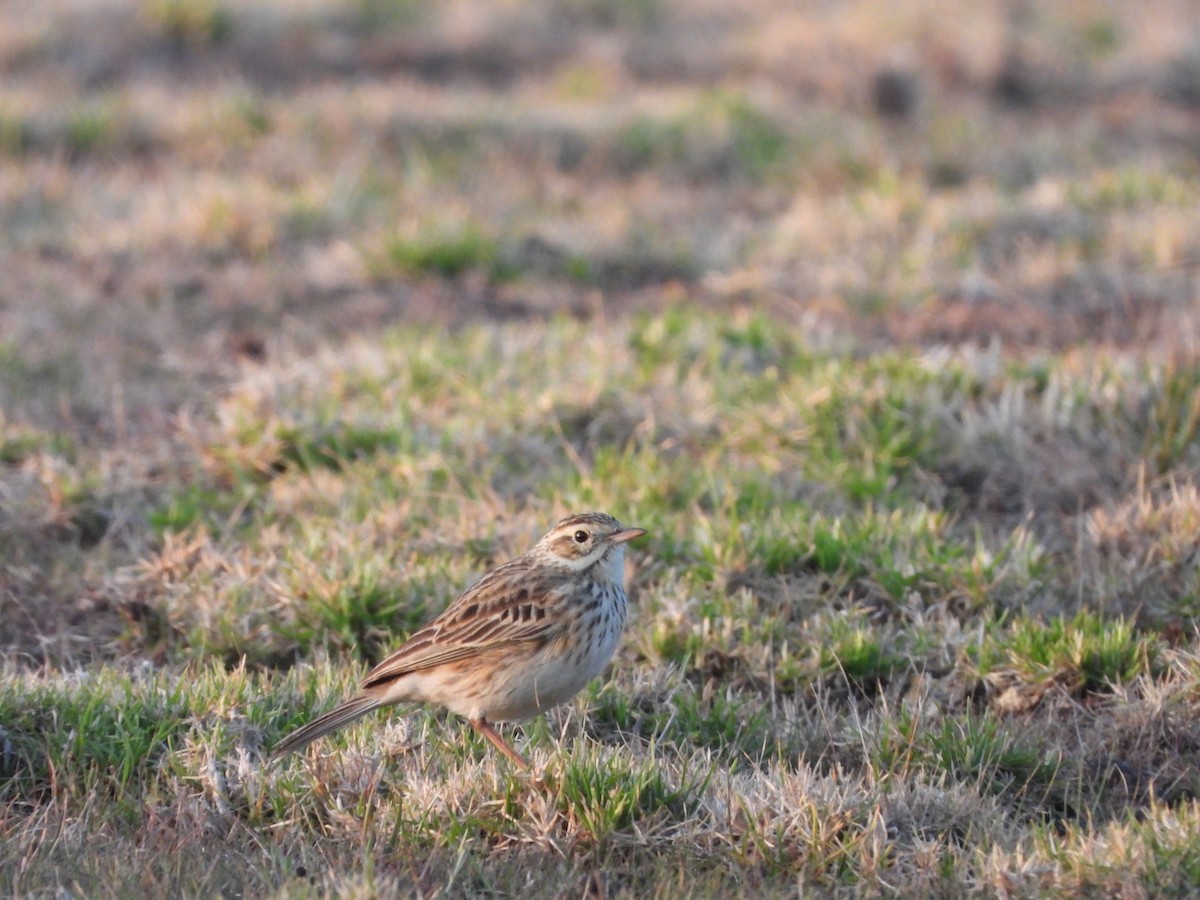 Australian Pipit - ML642513660