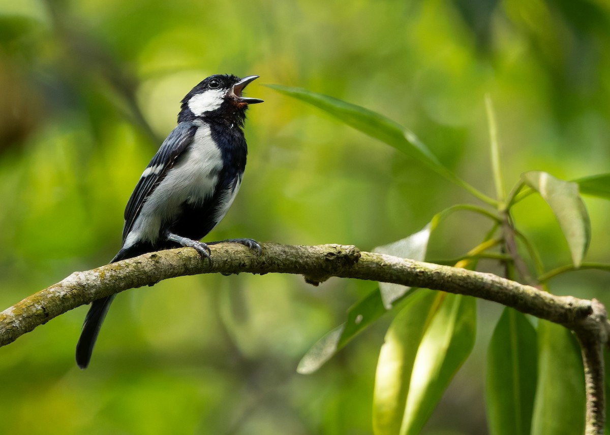 Asian Tit (Cinereous) - ML642513688