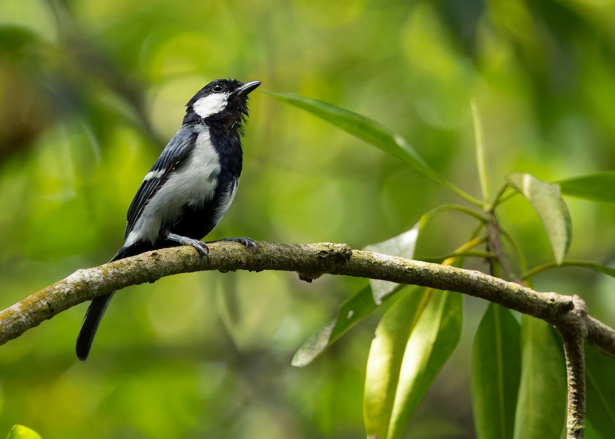 Asian Tit (Cinereous) - ML642513689