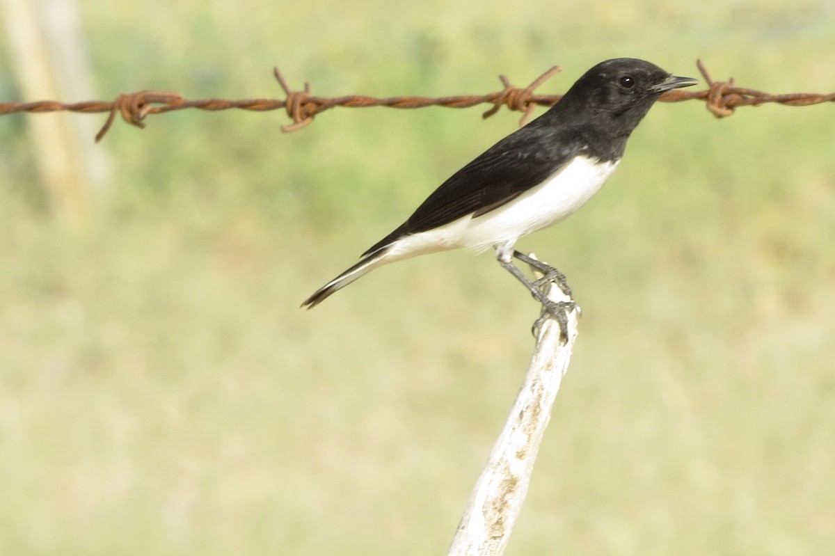 Variable Wheatear - ML642513701
