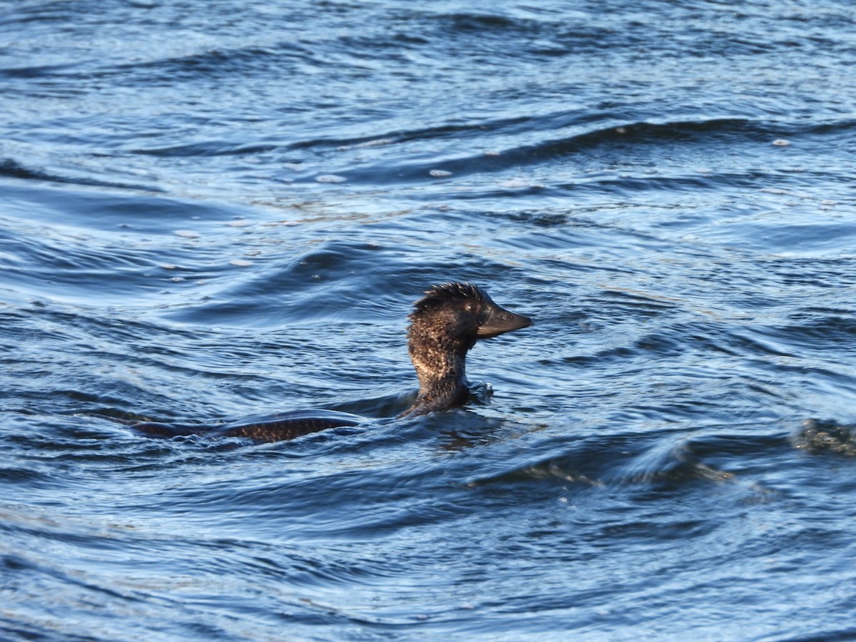 Musk Duck - ML642513704