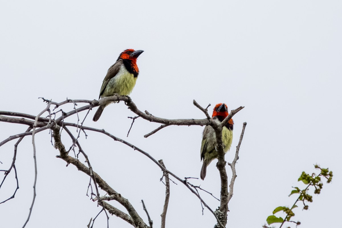 Black-collared Barbet - ML642513713