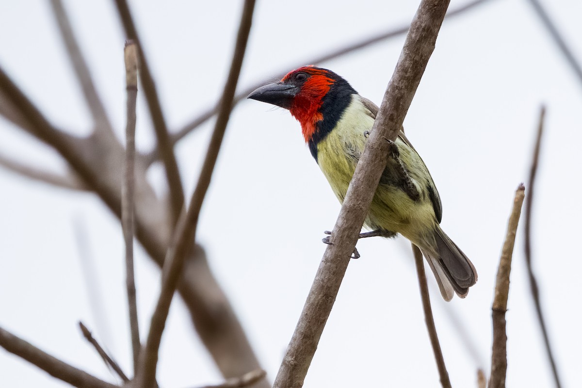 Black-collared Barbet - ML642513718
