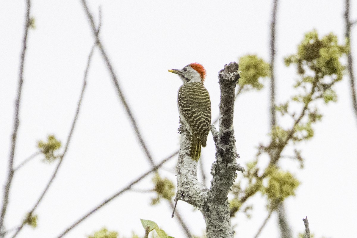 Cardinal Woodpecker - ML642513745