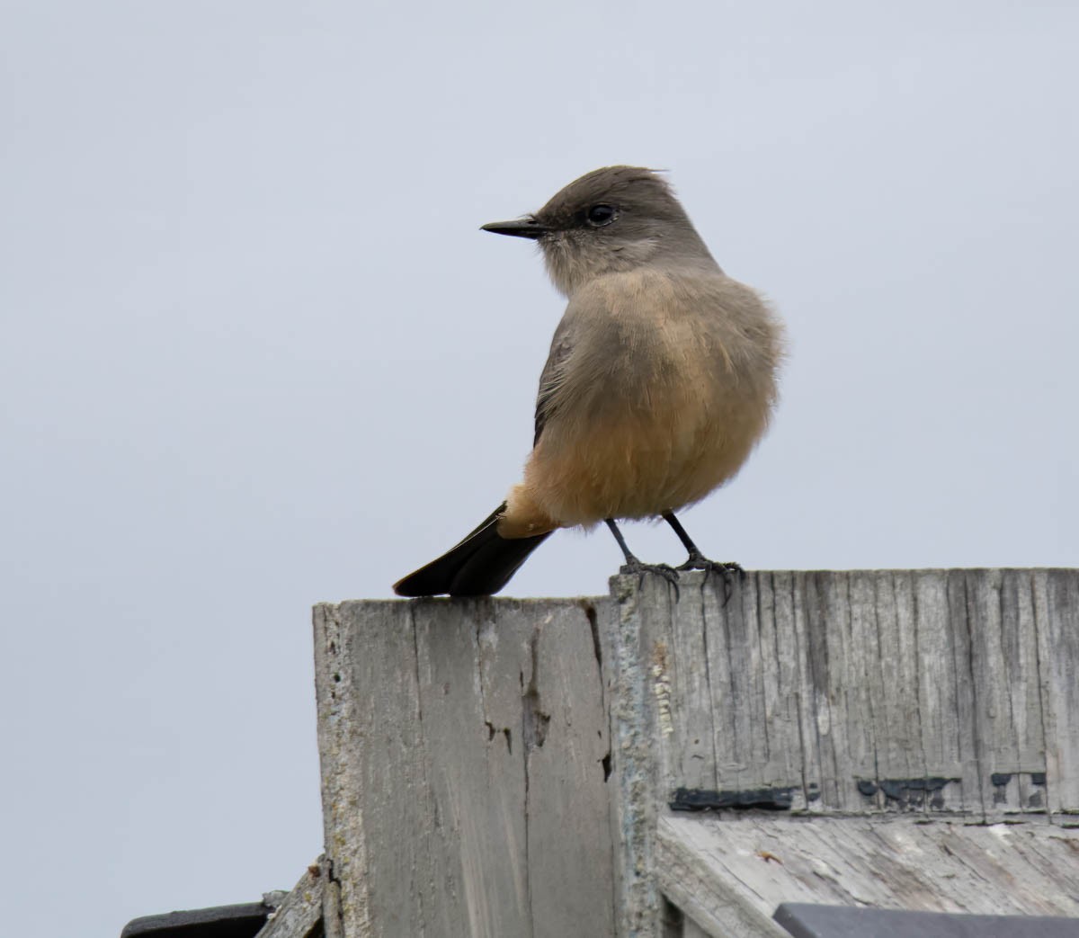 Say's Phoebe - ML642513771