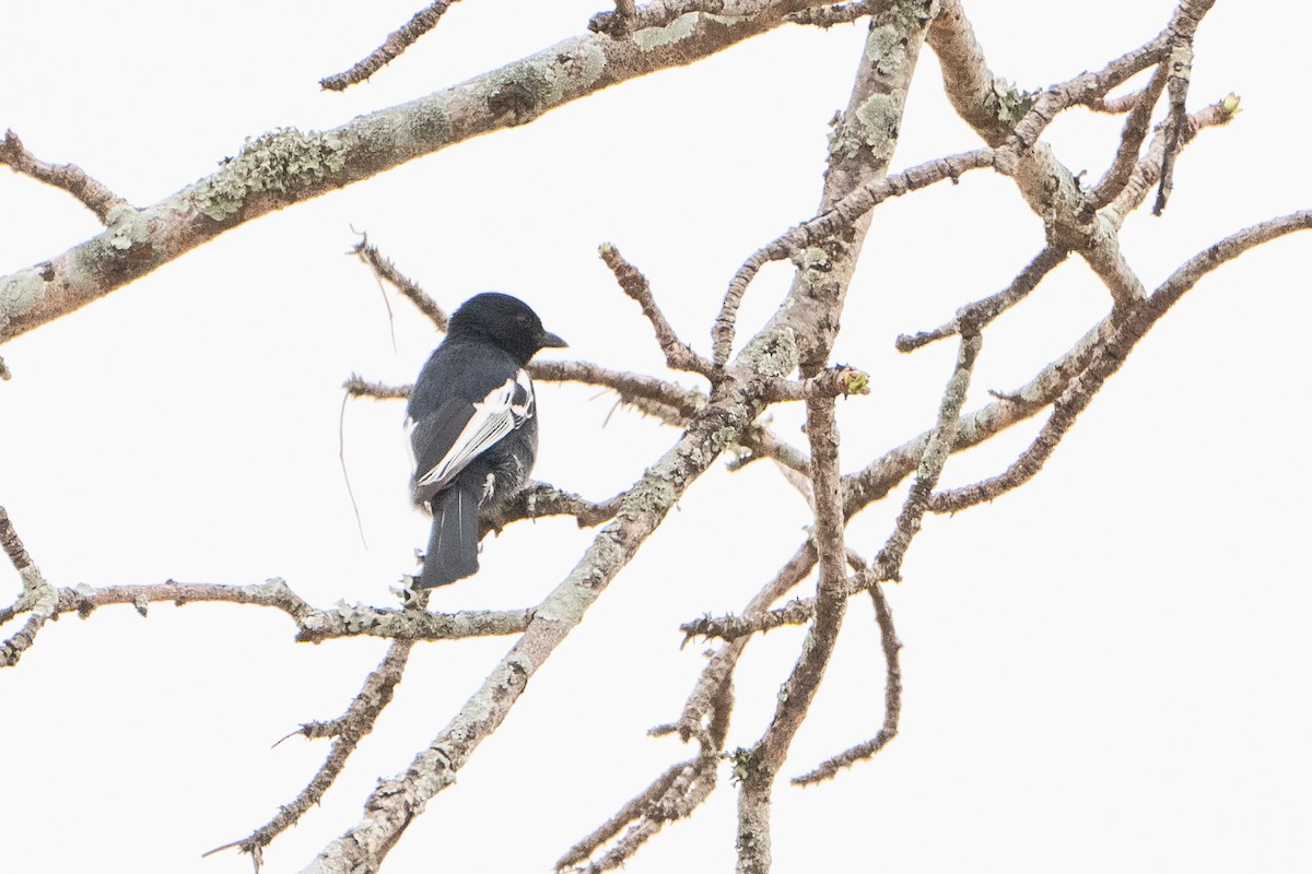 Southern Black-Tit - ML642513775