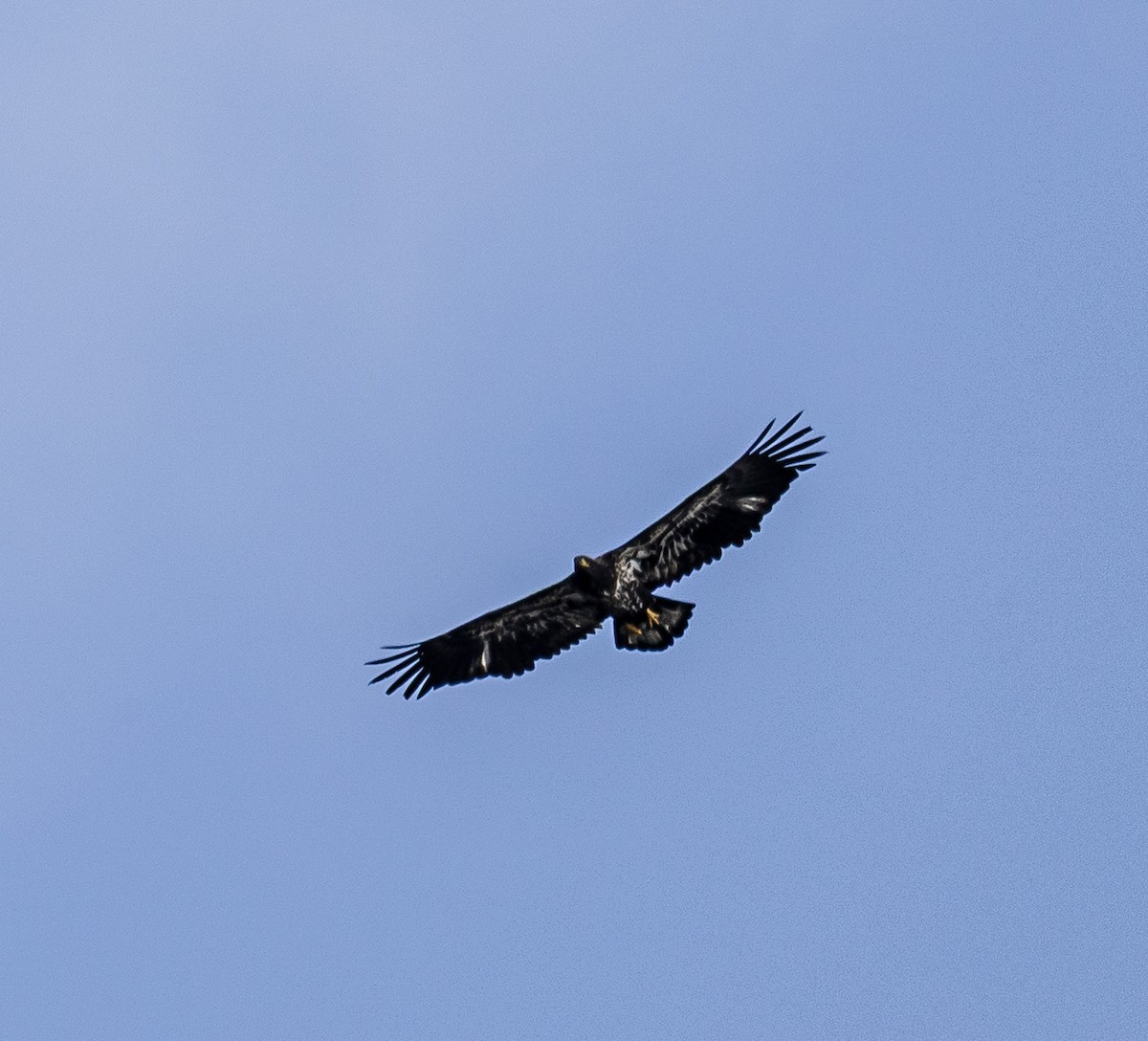 Bald Eagle - ML642513786