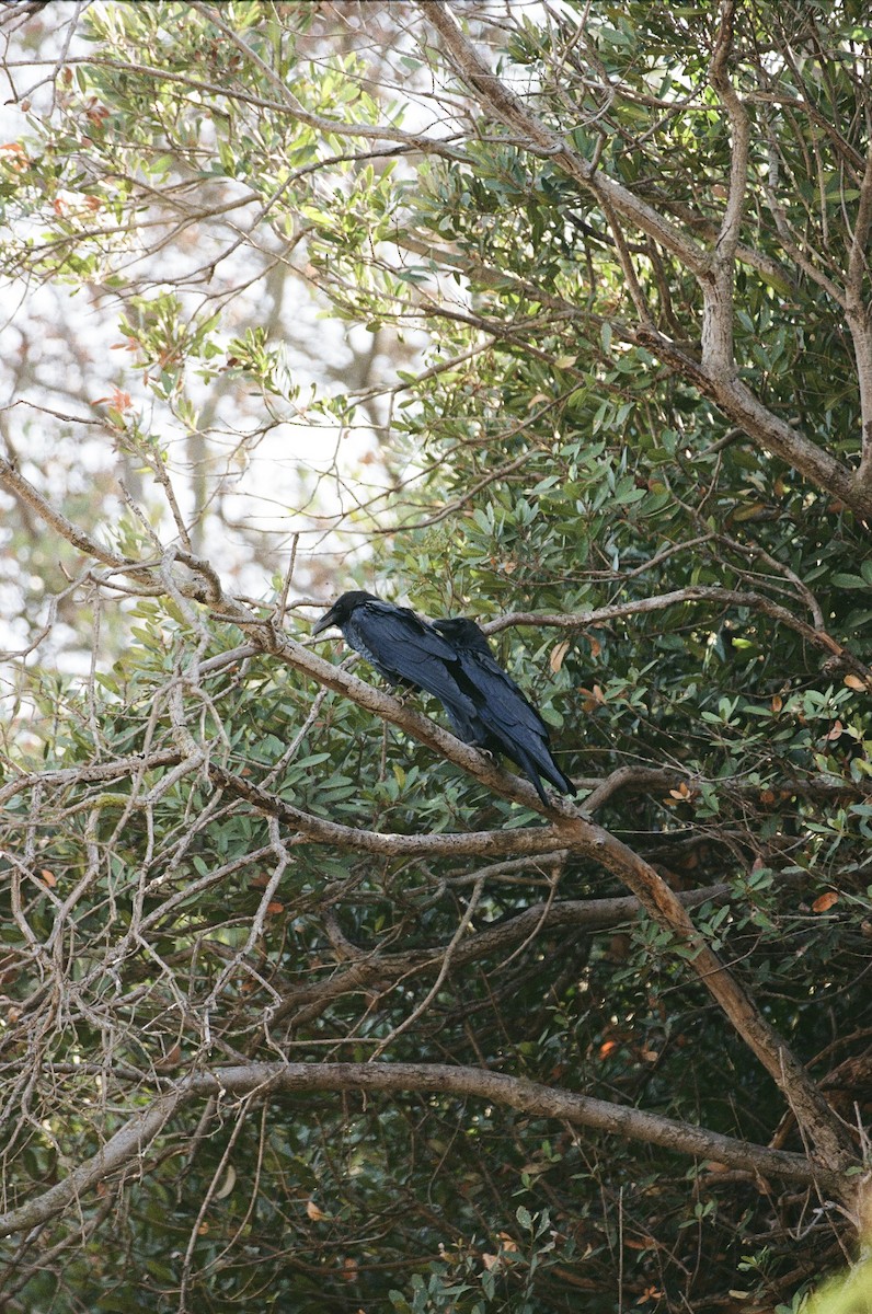 Common Raven - ML642513815