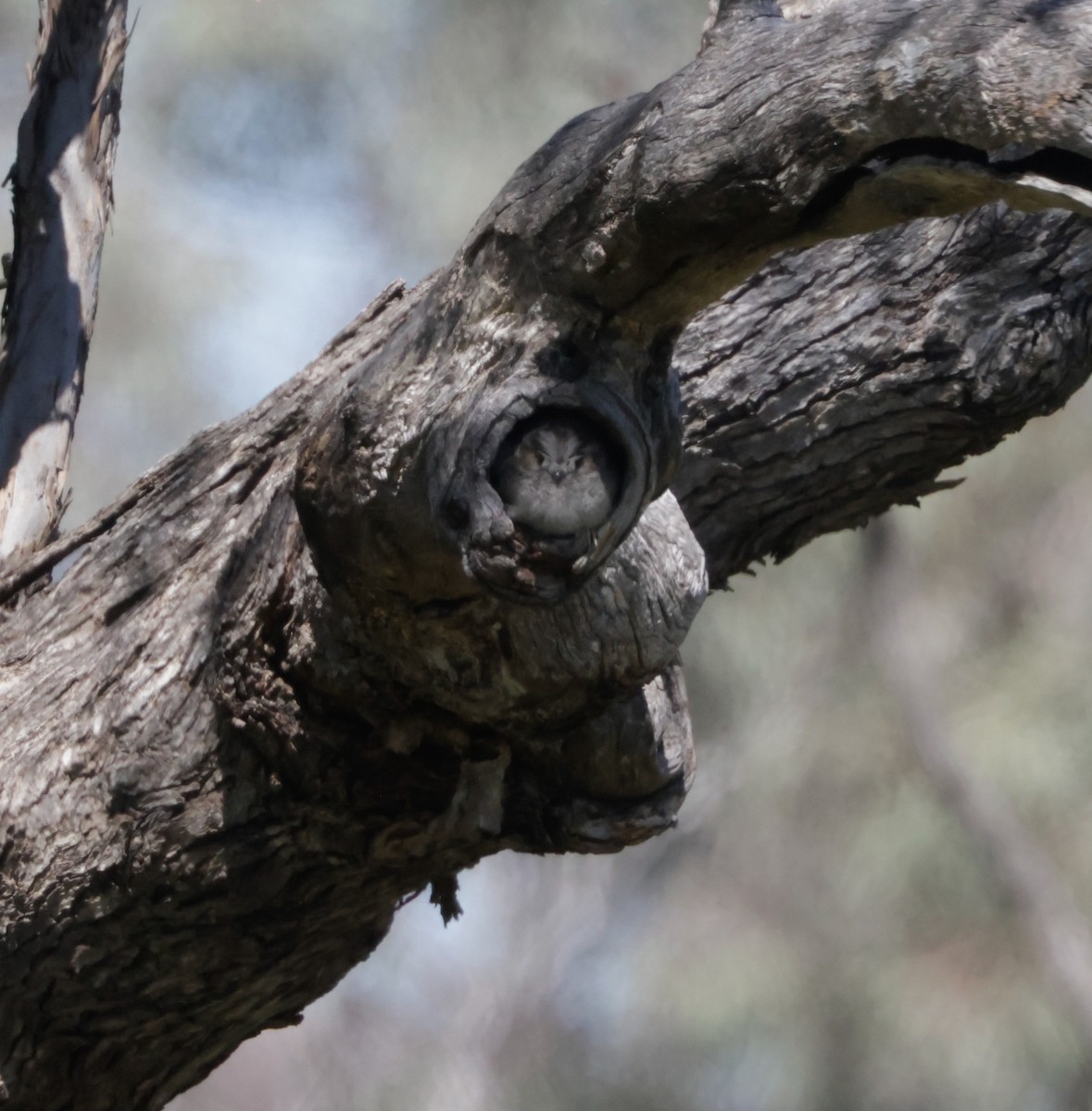 Australian Owlet-nightjar - ML642513817