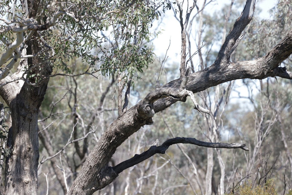 Australian Owlet-nightjar - ML642513818