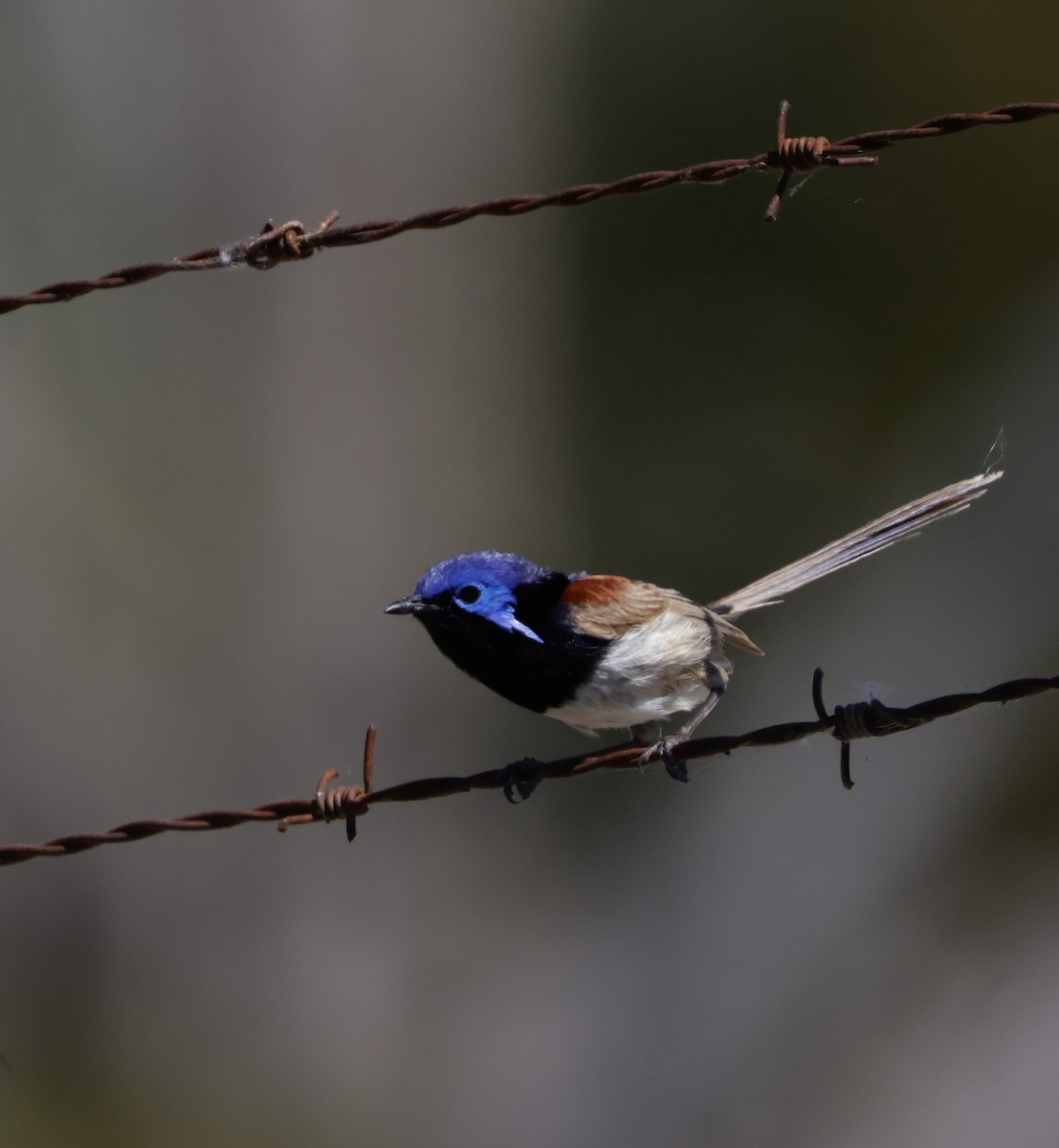Purple-backed Fairywren - ML642513822
