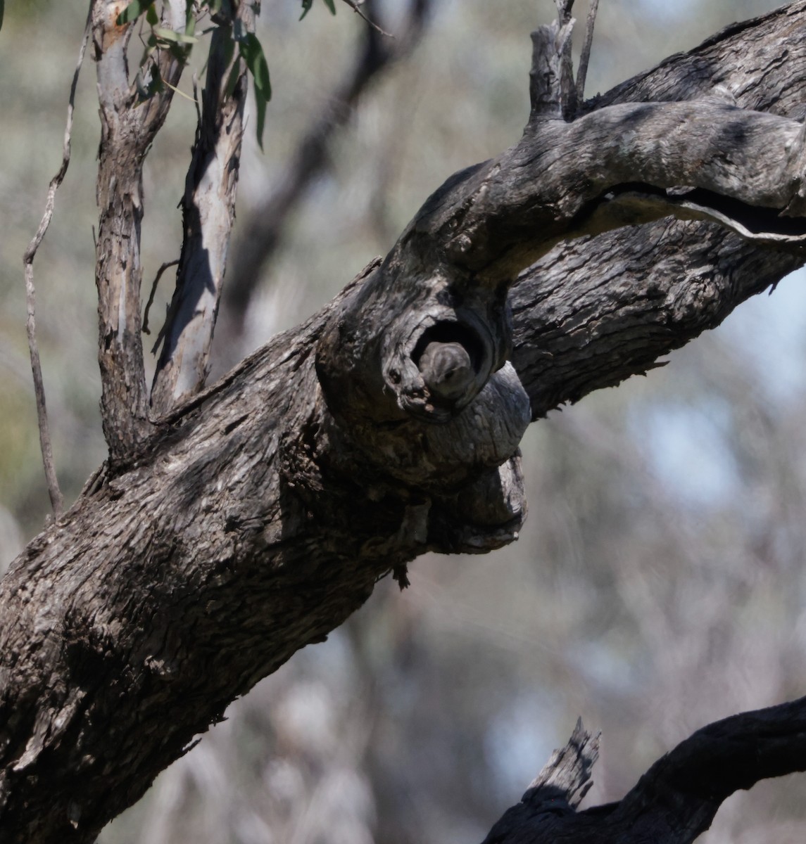 Australian Owlet-nightjar - ML642513823