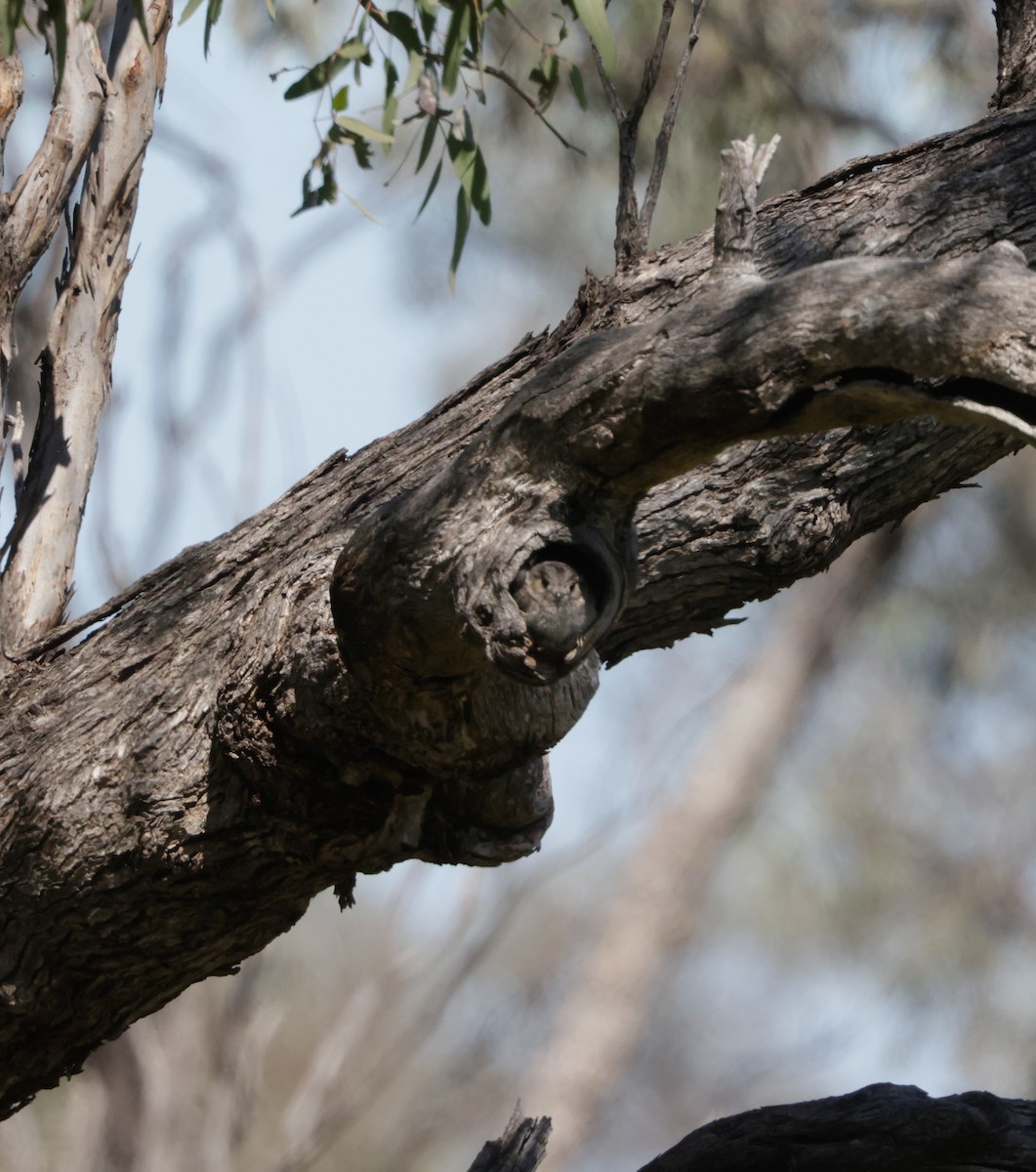Australian Owlet-nightjar - ML642513824