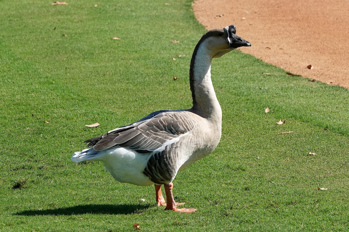 Swan Goose (Domestic type) - ML642513826