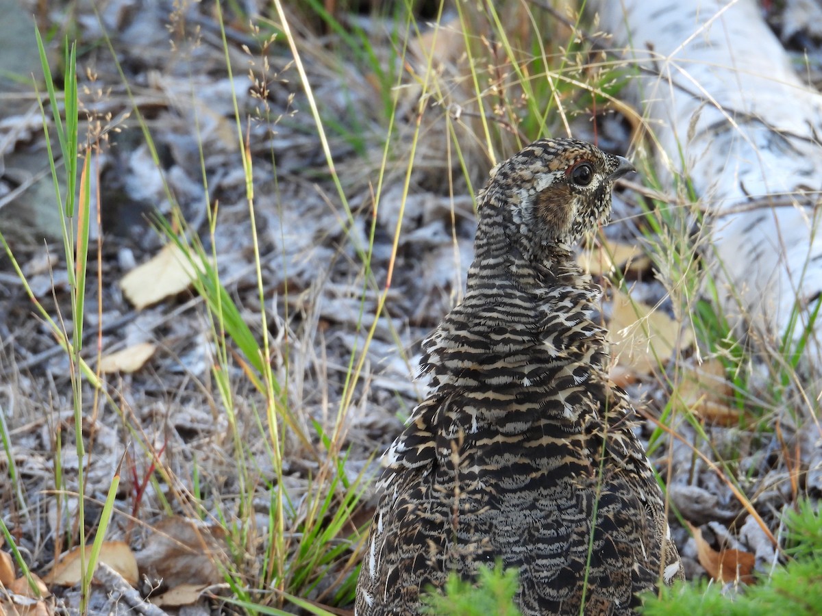 Spruce Grouse - ML642513869
