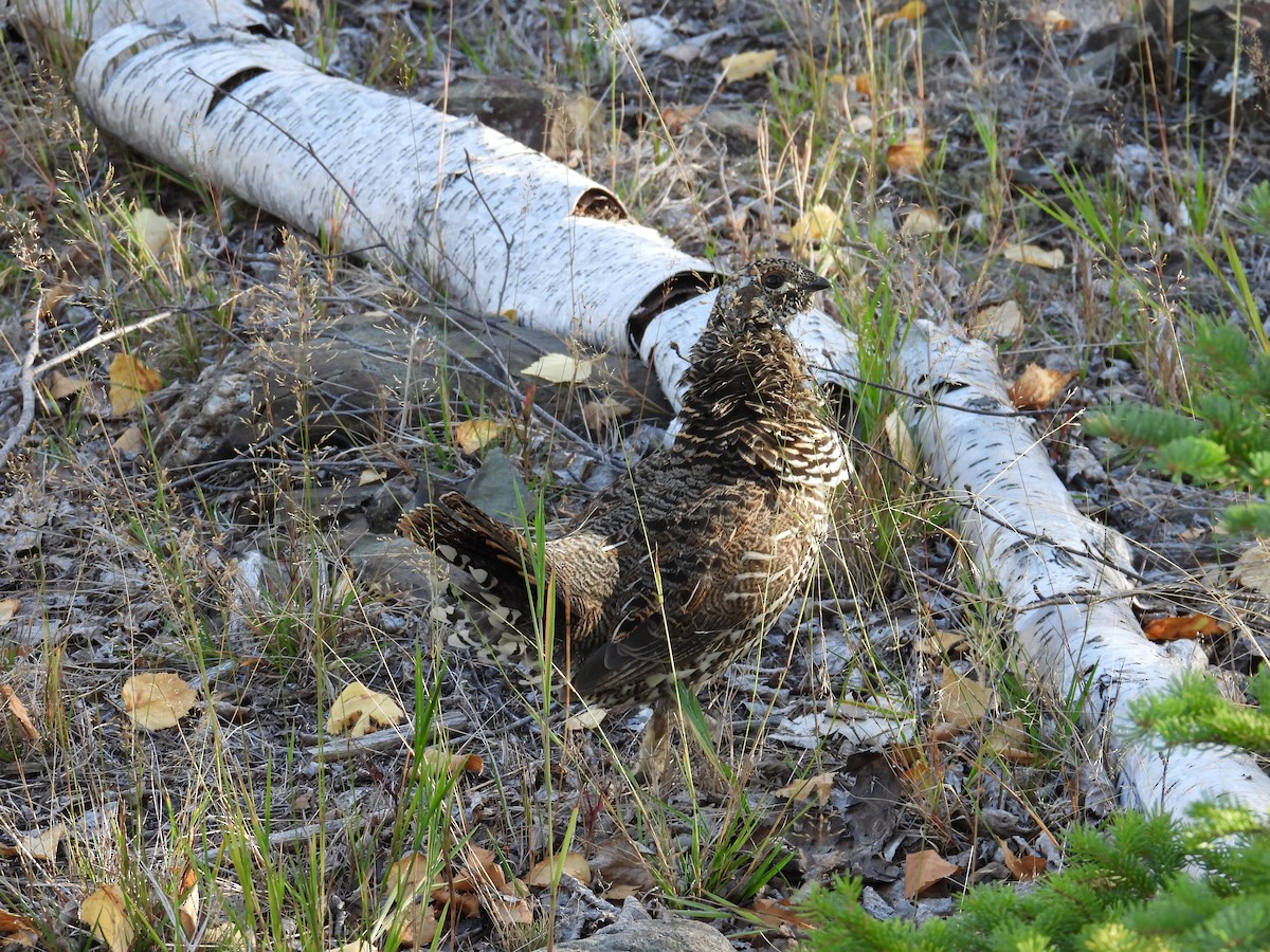 Spruce Grouse - ML642513870