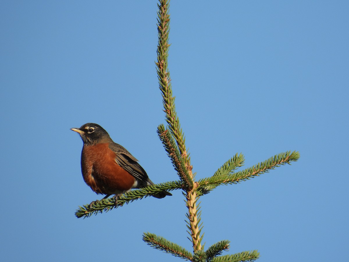 Zozo papargorria - ML642513871