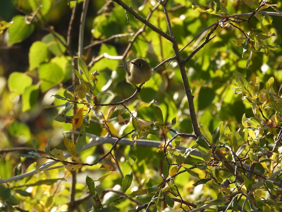 Ruby-crowned Kinglet - ML642513873