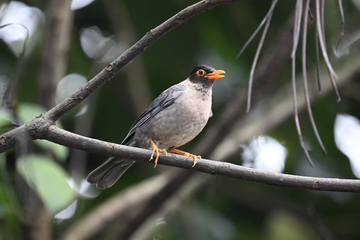Indian Blackbird - ML642513887