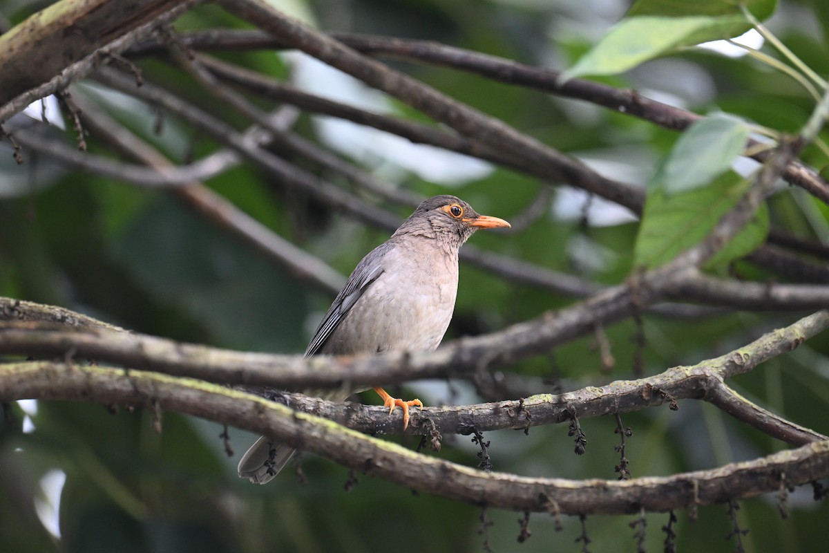 Indian Blackbird - ML642513889