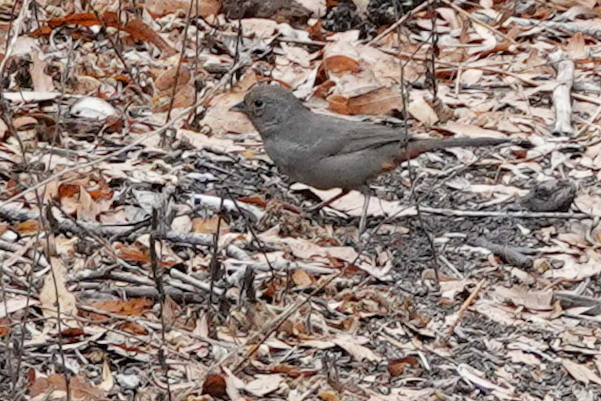 California Towhee - ML642513891