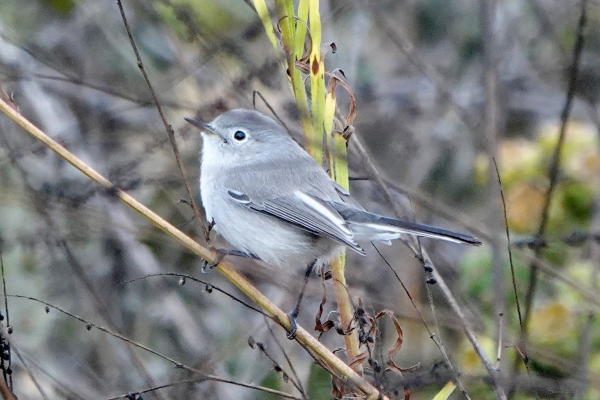 Blue-gray Gnatcatcher - ML642513903