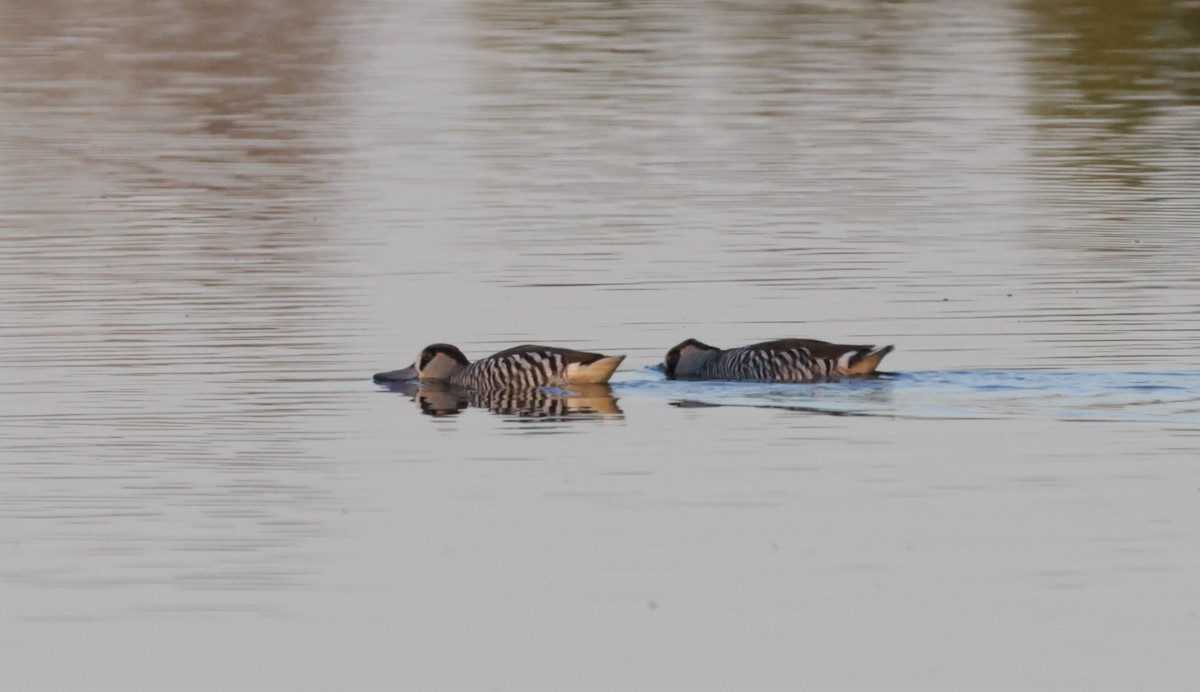 Pink-eared Duck - ML642513912