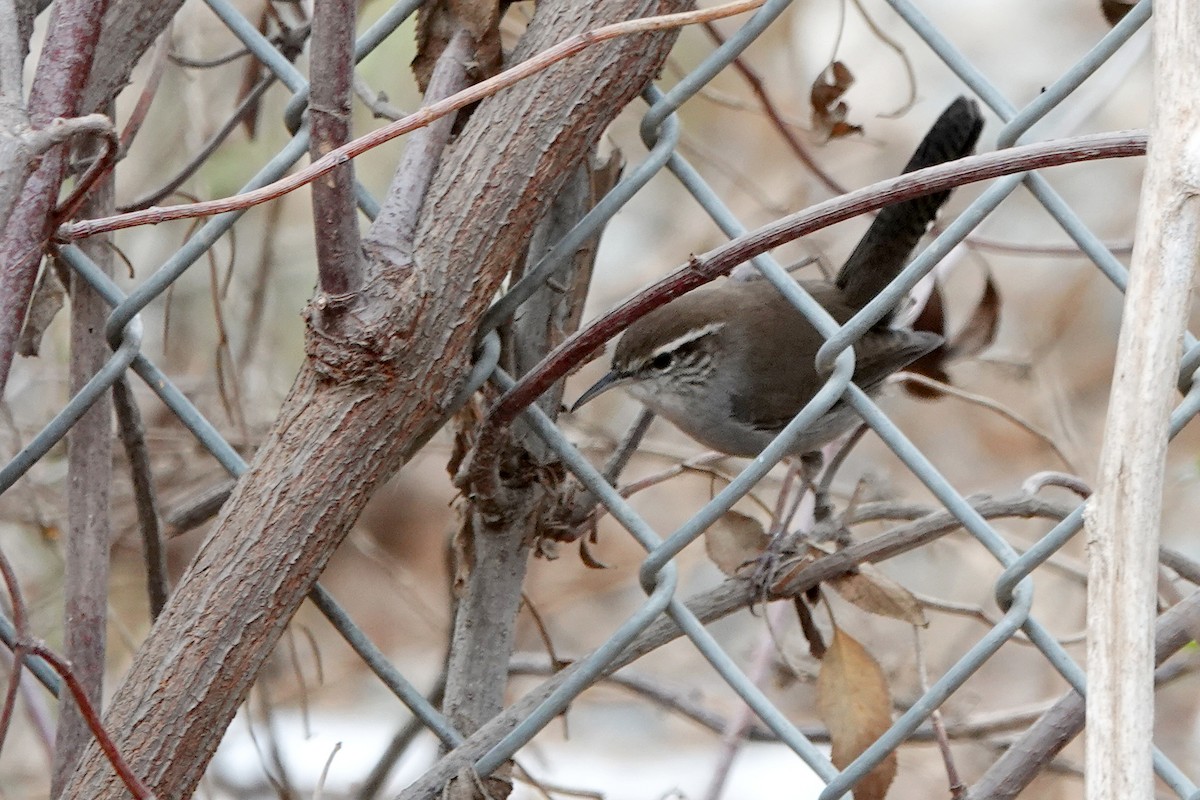 Bewick's Wren - ML642513913