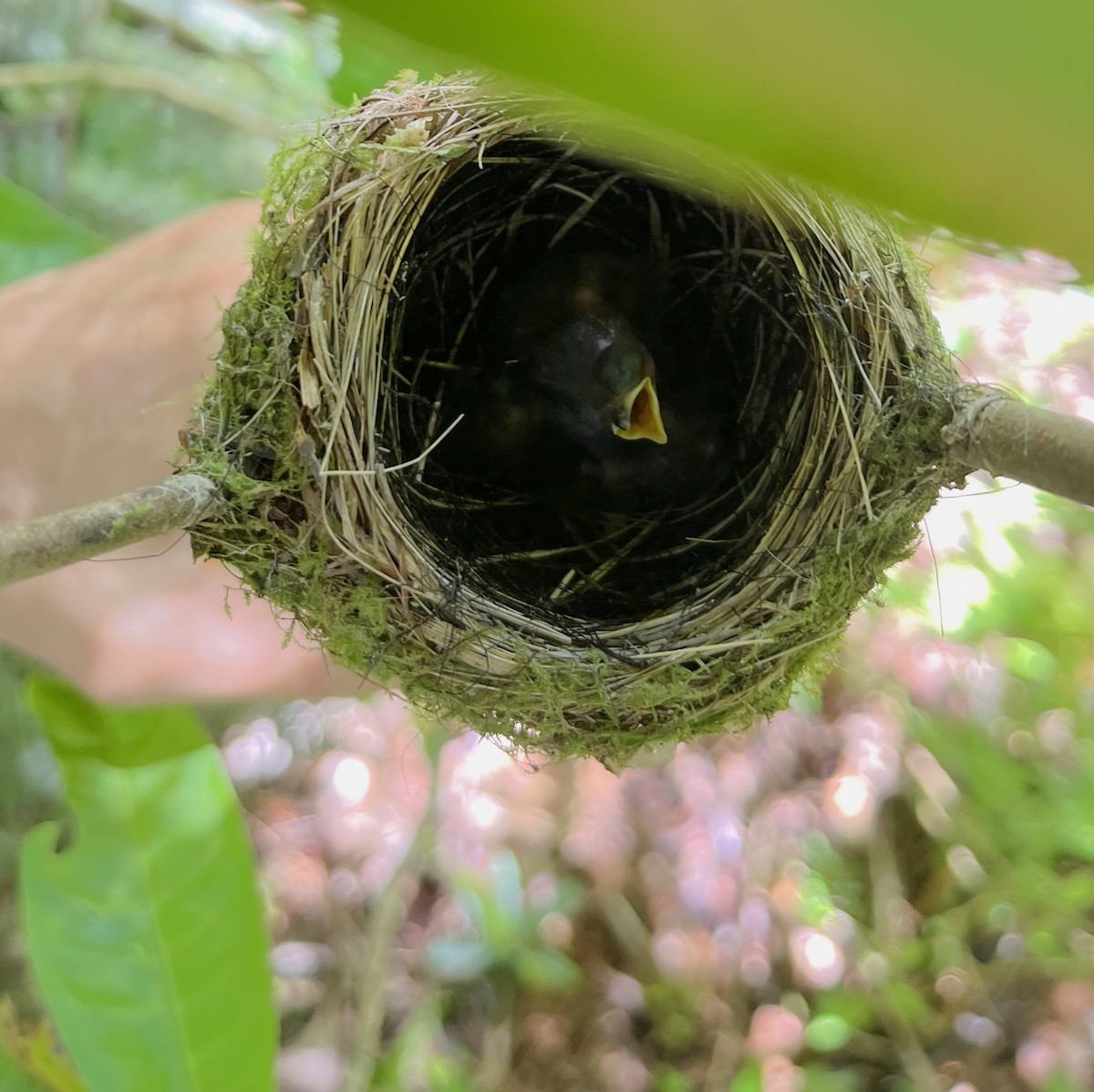 Slaty Monarch - ML642513915