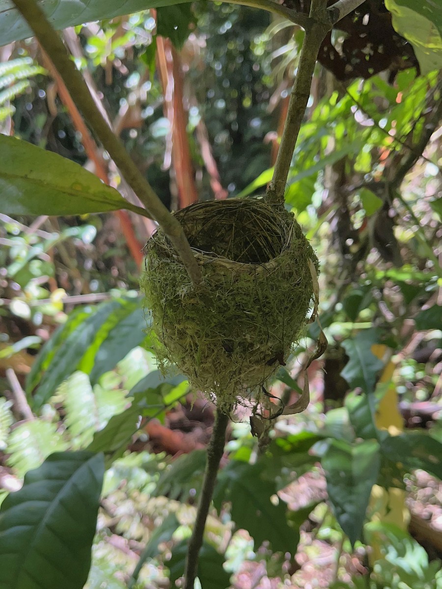 Slaty Monarch - ML642513916