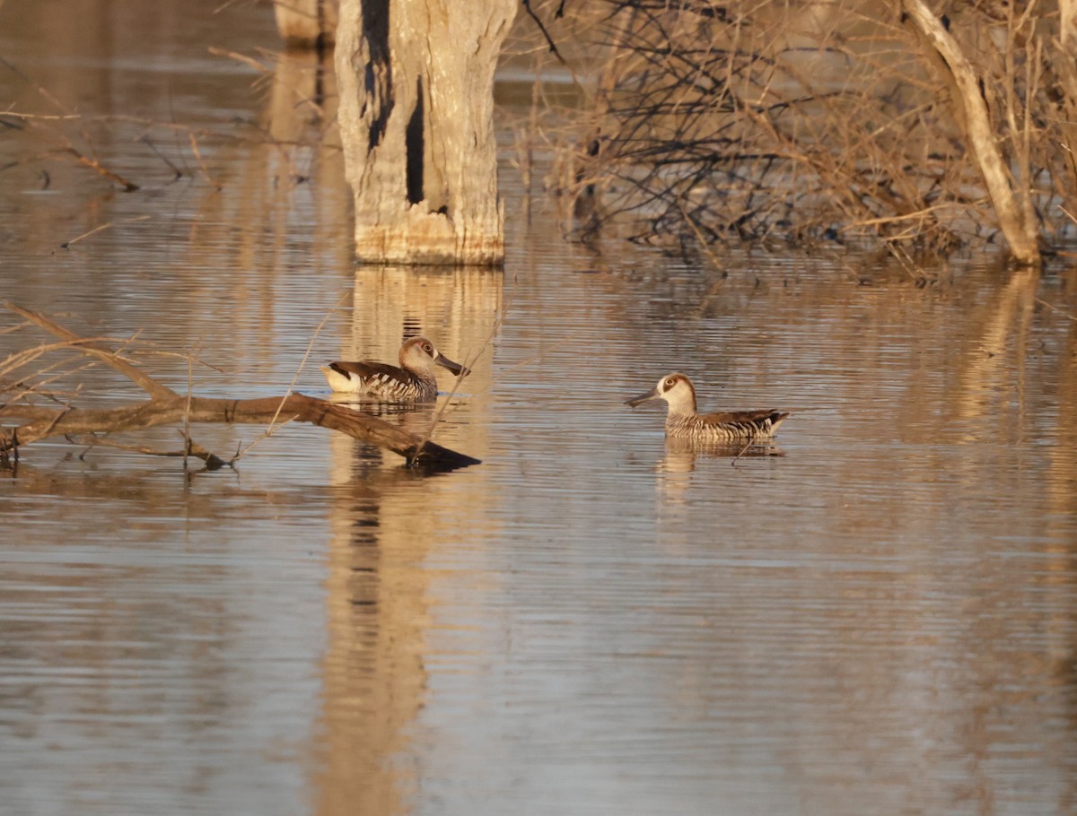 Pink-eared Duck - ML642513919