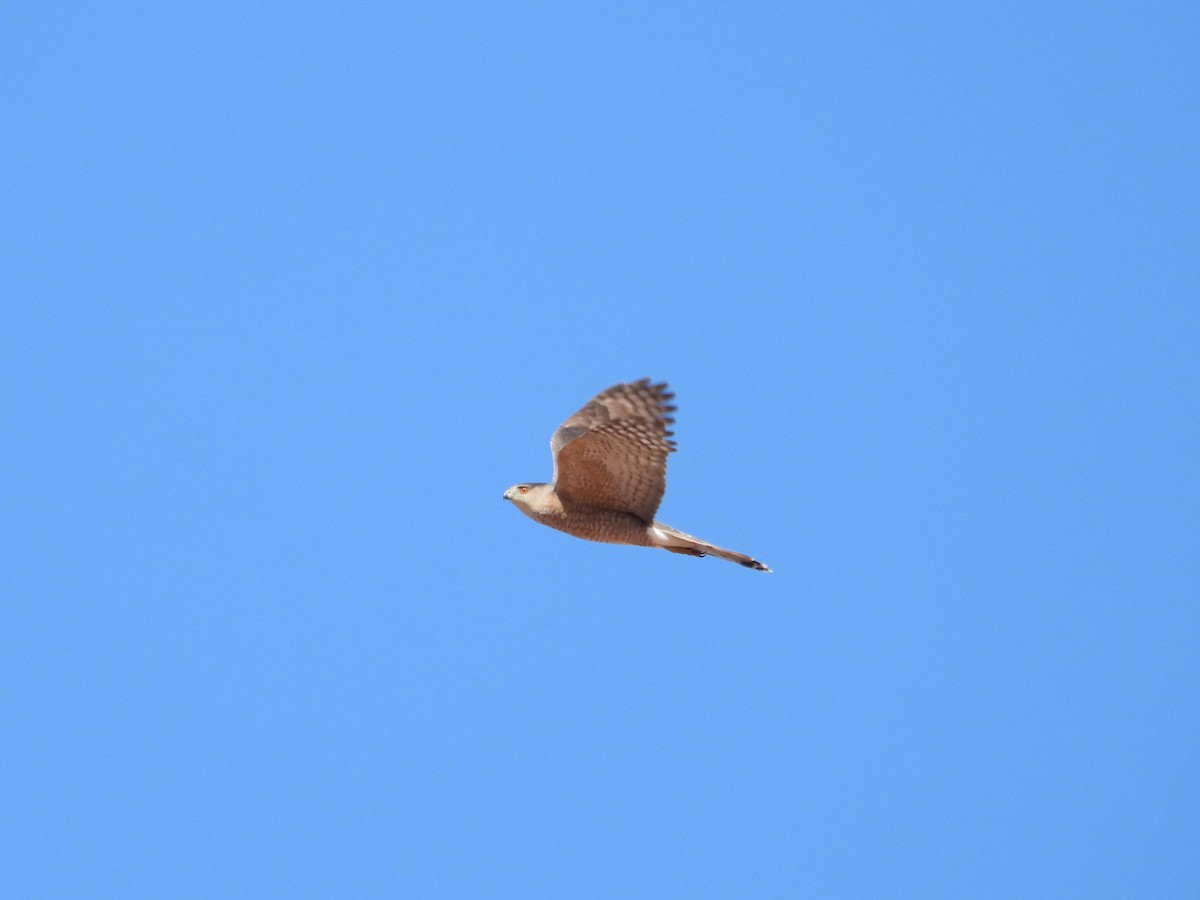 Cooper's Hawk - ML642513920