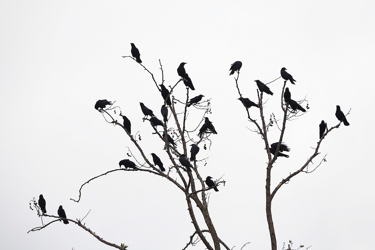 American Crow - ML642513928