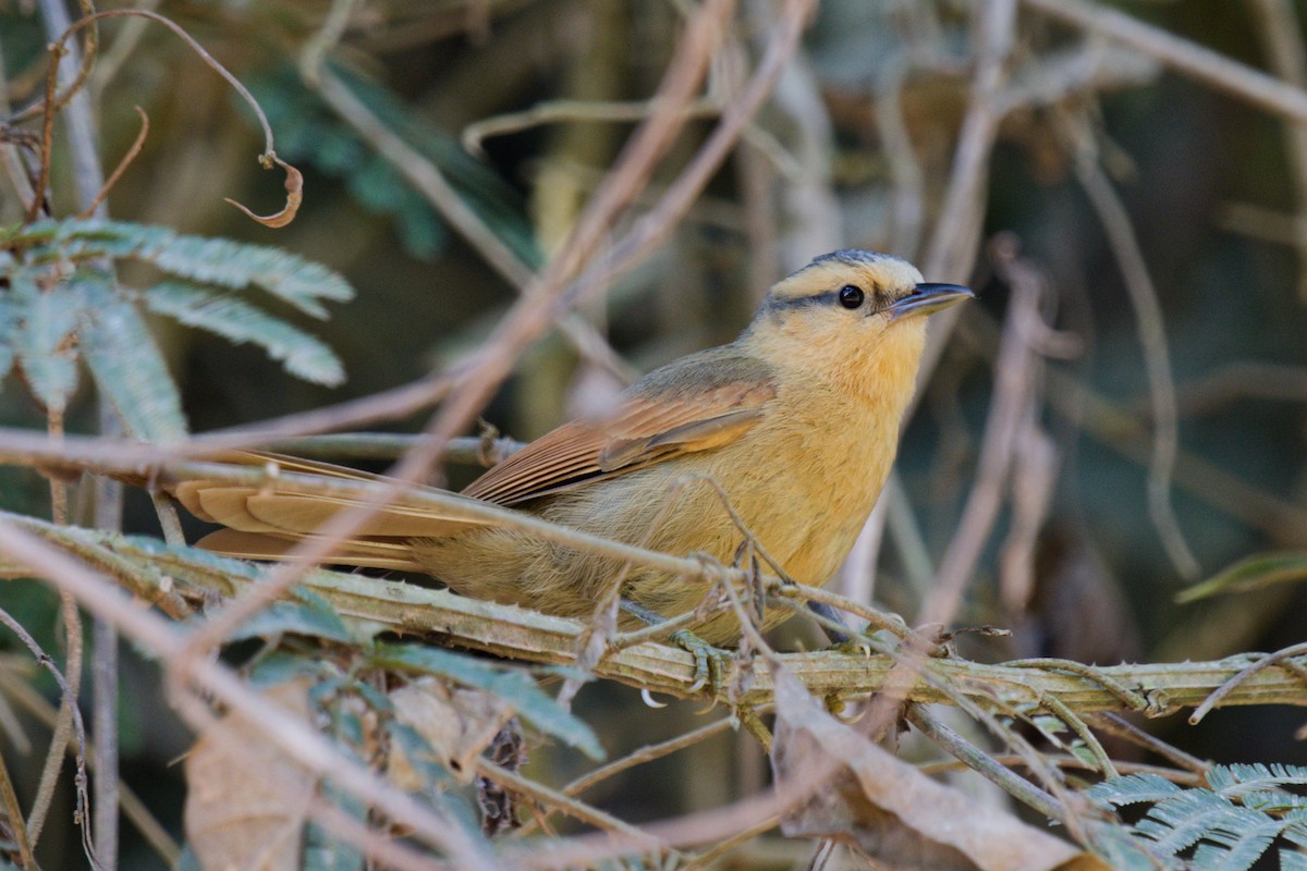 Buff-fronted Foliage-gleaner - ML642513942