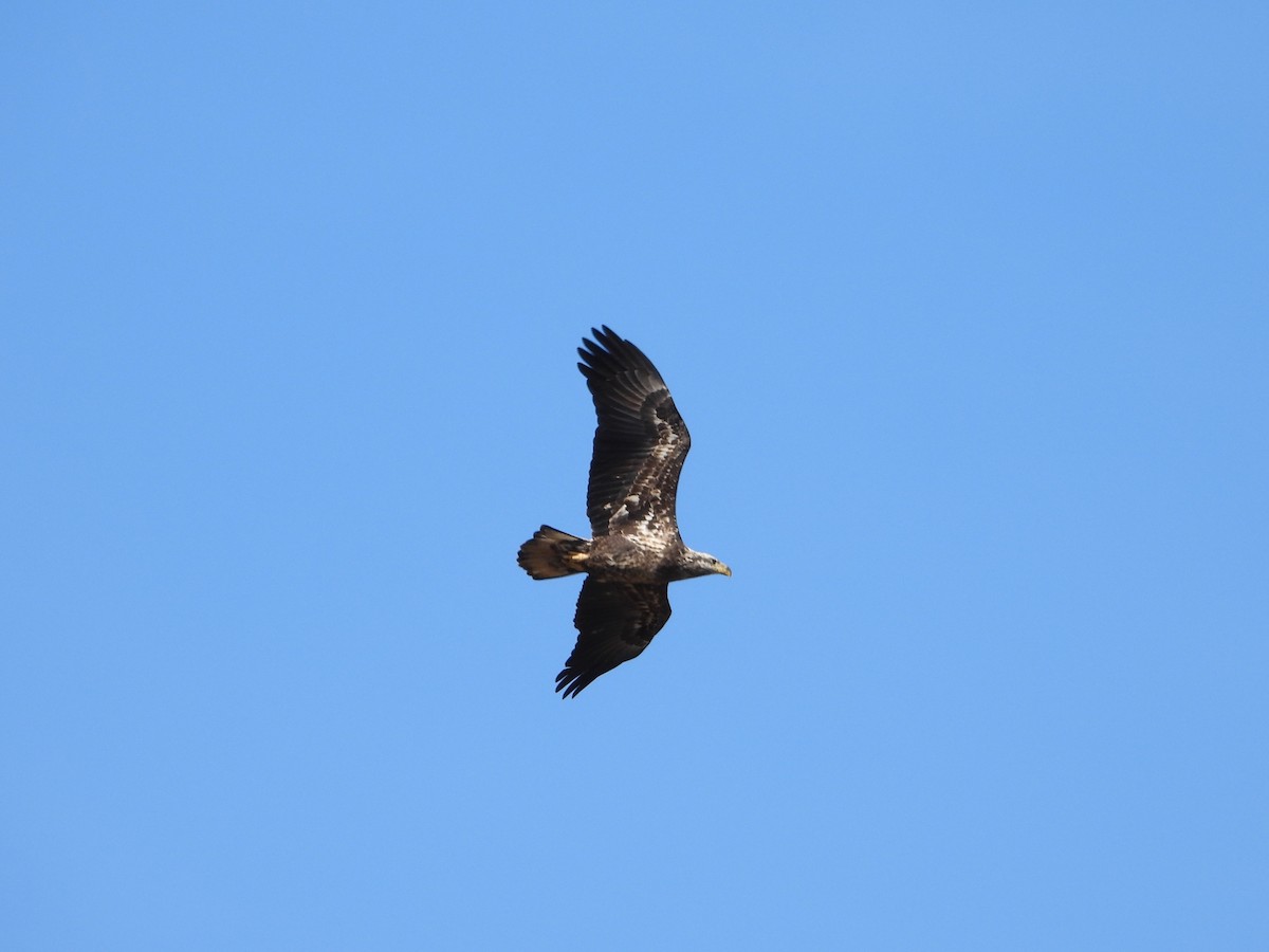 Bald Eagle - ML642513950