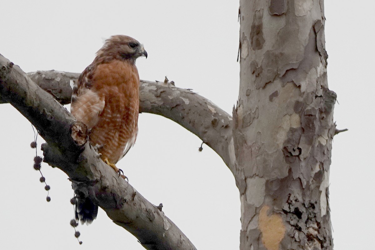Red-shouldered Hawk - ML642513958