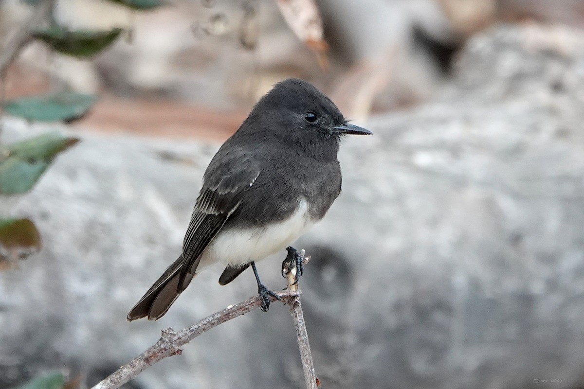 Black Phoebe - ML642513966