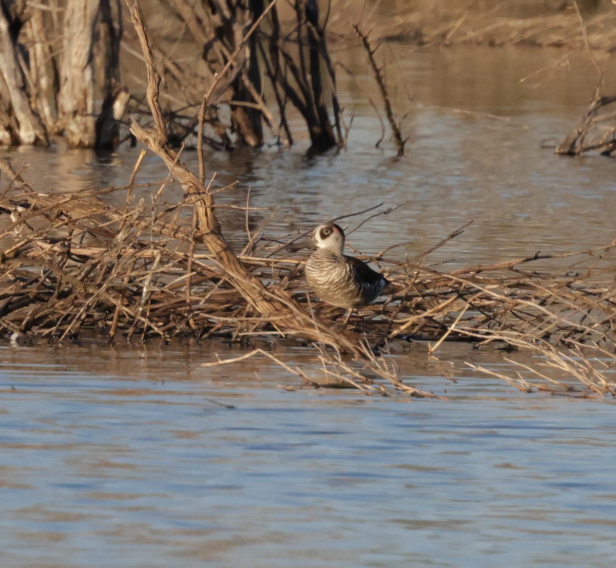 Pink-eared Duck - ML642513971